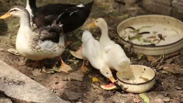 Eenden Wandelen Eten Zwemmen Het Dorp — Stockvideo