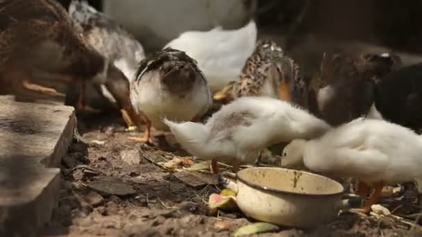 Los Patos Caminan Comen Nadan Pueblo — Vídeo de stock