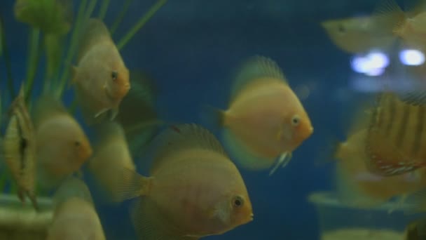 水族館で泳ぐ様々な魚 — ストック動画