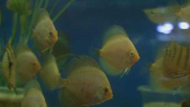 Varios Peces Nadando Acuario — Vídeos de Stock