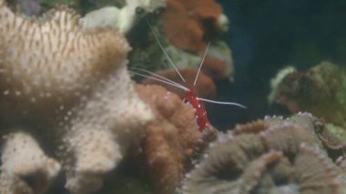 Akvaryumda yüzen çeşitli balıklar