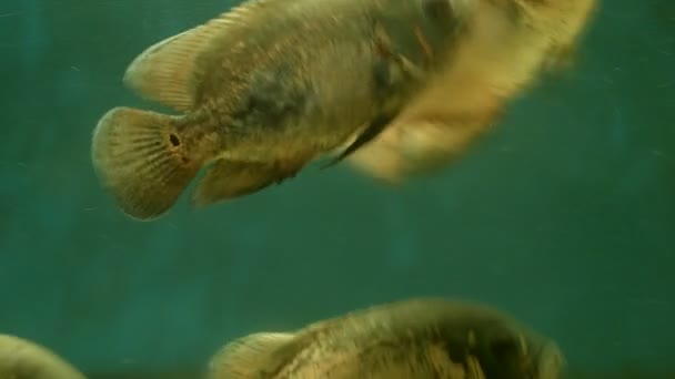 各种鱼在水族馆里游泳 — 图库视频影像