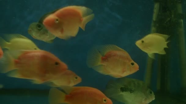 Різні Риби Плавають Акваріумі — стокове відео