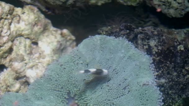 Verschiedene Fische Schwimmen Aquarium — Stockvideo