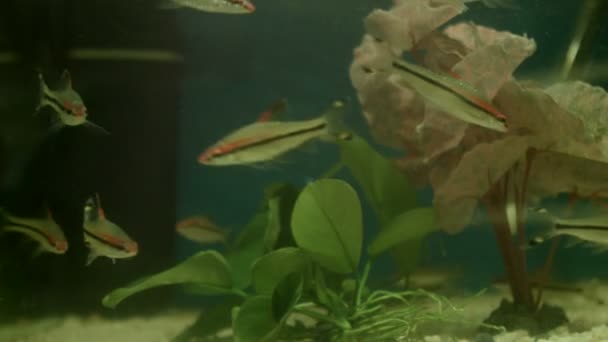 Diverse Vissen Zwemmen Het Aquarium — Stockvideo