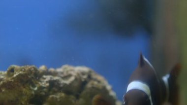 Akvaryumda yüzen çeşitli balıklar