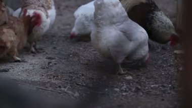 Köyde piliçler toplanmış.