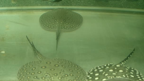 Divers Poissons Nageant Dans Aquarium — Video