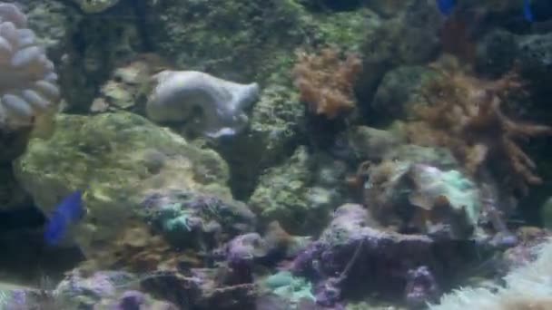 Divers Poissons Nageant Dans Aquarium — Video