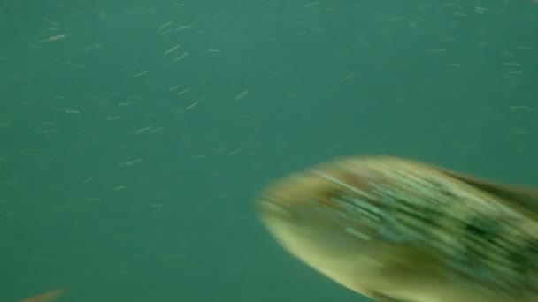 水族館で泳ぐ様々な魚 — ストック動画