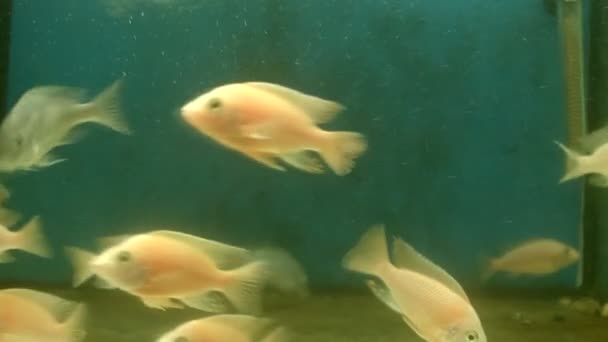 Divers Poissons Nageant Dans Aquarium — Video