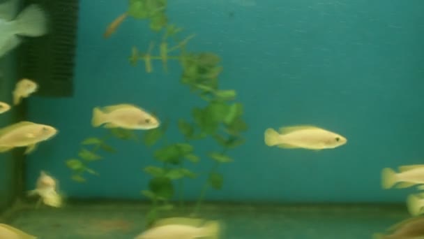 Різні Риби Плавають Акваріумі — стокове відео