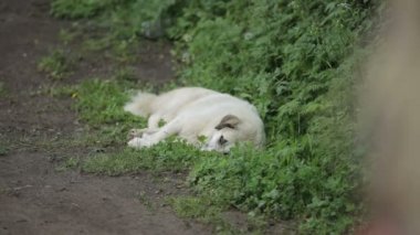 Sokak köpekleri sokakta dinlenir.