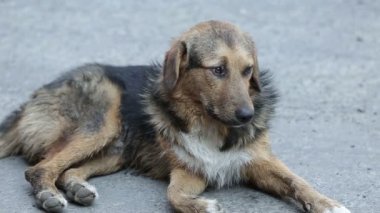 Sokak köpekleri sokakta dinlenir.