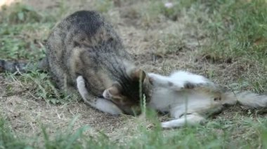 Kediler dışarıda oynar ve kavga eder.