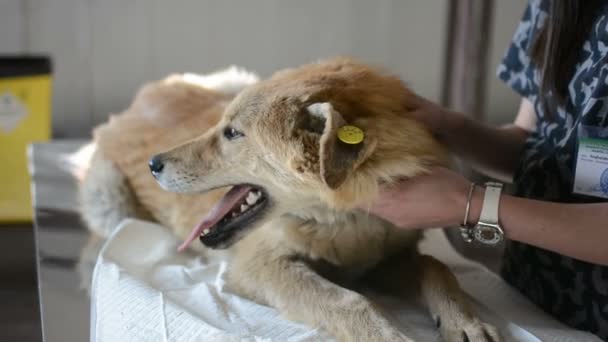 Бродячий Собака Ветеринара — стокове відео