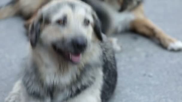 Zbłąkane Psy Odpoczywają Ulicy — Wideo stockowe