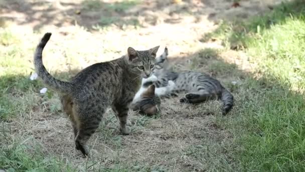 Kediler Dışarıda Oynar Kavga Eder — Stok video
