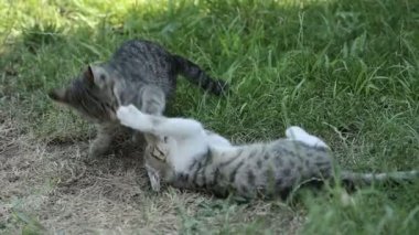 Kediler dışarıda oynar ve kavga eder.