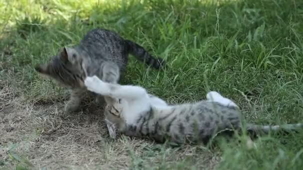 Kittens Spelen Vechten Buiten — Stockvideo