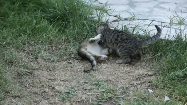 子猫が遊んで屋外で戦う — ストック動画