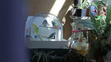 Kafeste yaşayan papağanlar.