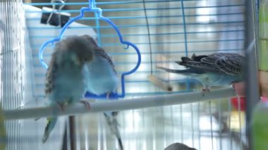 Kafeste yaşayan papağanlar.