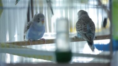 Kafeste yaşayan papağanlar.