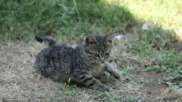 Γατάκια Παίζουν Και Την Καταπολέμηση Εξωτερικούς Χώρους — Αρχείο Βίντεο