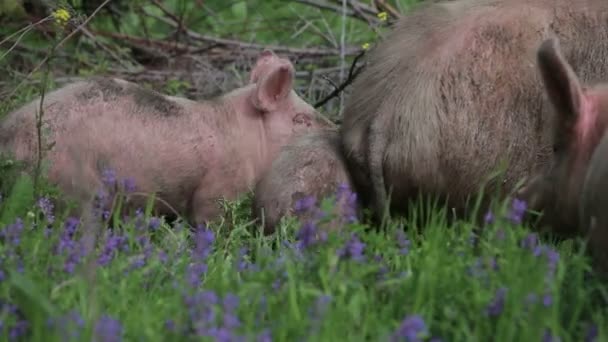 Los Cerdos Comen Hierba Prado — Vídeos de Stock