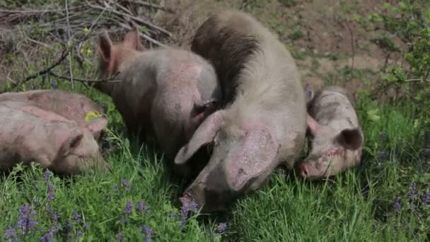 Los Cerdos Comen Hierba Prado — Vídeo de stock