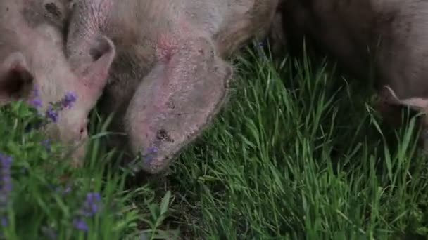 Los Cerdos Comen Hierba Prado — Vídeo de stock