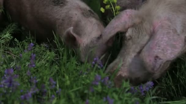 Les Porcs Mangent Herbe Dans Prairie — Video