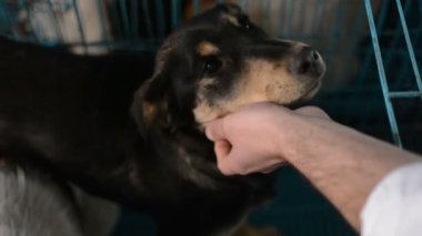 Veterinerde mavi kafesteki yavrular.