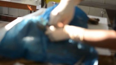 Bir köpek veteriner kliniğinde ameliyat oluyor, zaman aşımına uğramış.