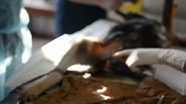 Bir köpek veteriner kliniğinde ameliyat oluyor, zaman aşımına uğramış.