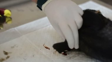 Veteriner, köpeğin kulağına bir kimlik çipi yerleştirir.