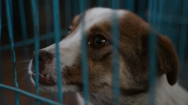Cachorros Una Jaula Azul Veterinario — Vídeos de Stock