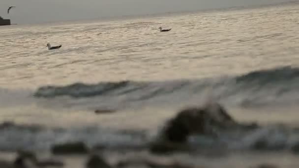 Meeuwen Zwemmen Vliegen Het Meer — Stockvideo