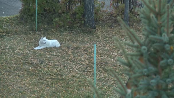 Beyaz Güzel Bir Köpek Çimenlerde Tek Başına Yatıyor — Stok video