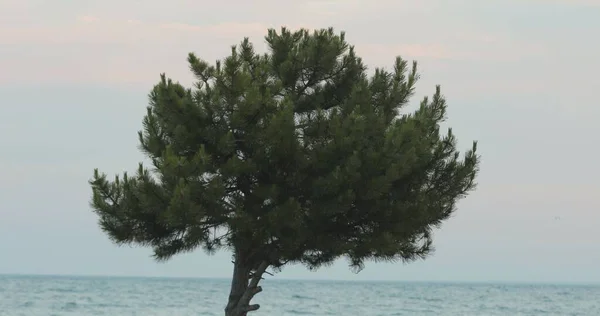 Samotne Drzewo Pobliżu Wody — Zdjęcie stockowe