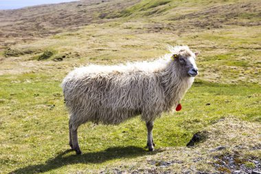 Faroe Adaları'nda yaban hayatı 