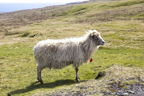 Дикої Природи Фарерських Островах — стокове фото