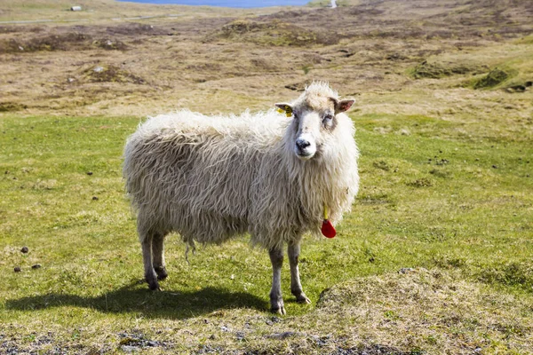 Дикая Природа Фарерских Островов — стоковое фото