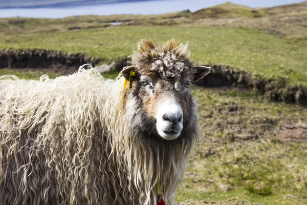 Дикая Природа Фарерских Островов — стоковое фото