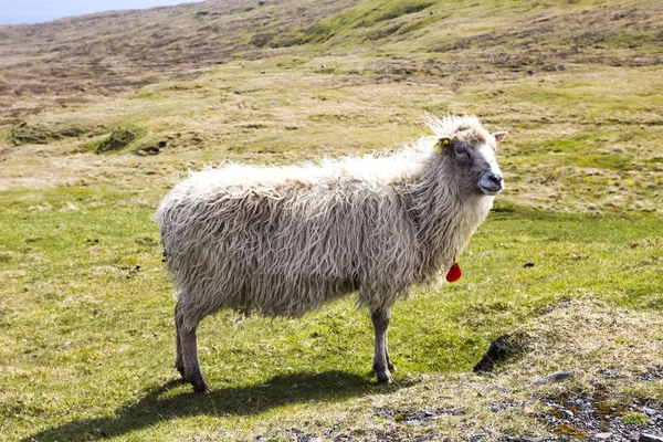 Faroe Adaları'nda yaban hayatı 