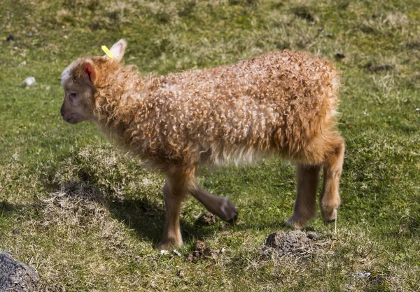 Vida Selvagem Nas Ilhas Faroé — Fotografia de Stock