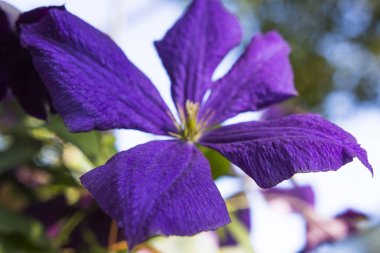 bir çiçeğin makro resmi 