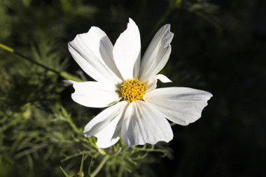 bir çiçeğin makro resmi 