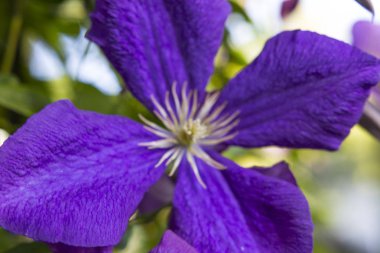 bir çiçeğin makro resmi 